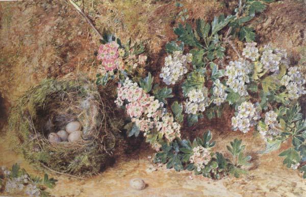 William Henry Hunt,OWS Chaffinch Nest and  May Blossom (mk46) china oil painting image